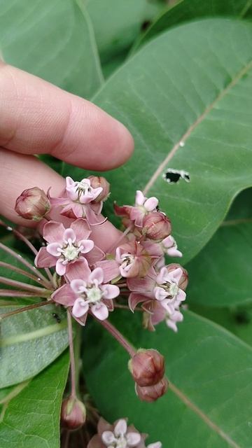 Ваточник Сирийский (Asclepias syriaca) в нашем саду 2025 смотреть онлайн