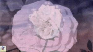 Бутоны белых роз