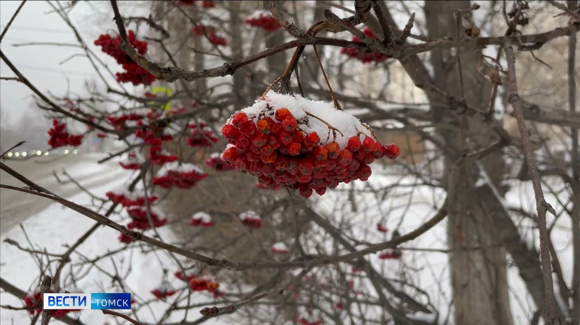 Вести-Томск, выпуск от 17.02.2026 21:10 смотреть онлайн