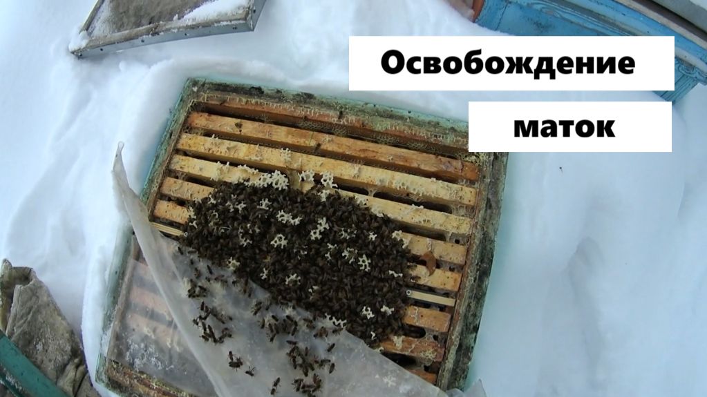 Освобождение маток из изоляторов. смотреть онлайн