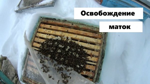 Освобождение маток из изоляторов.