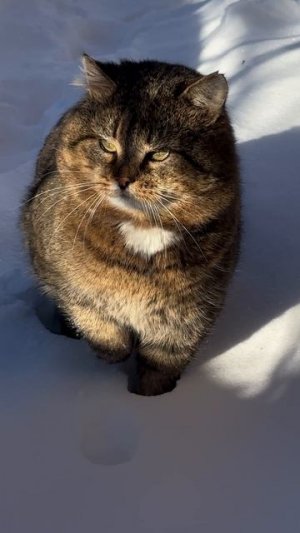 Птички и лесной кот Барсик 18-02-2026