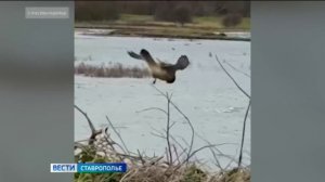 Хищная птица зависла над рекой