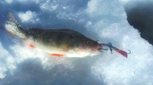 Распаковка посылки с балансиром SeaWolf IL074