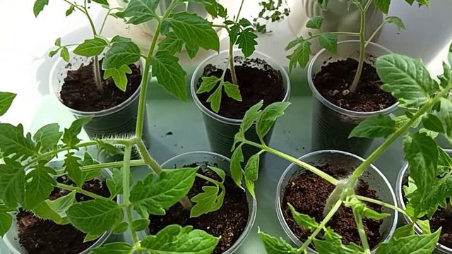 Умный уход за рассадой томатов, профилактика чёрной ножки смотреть онлайн