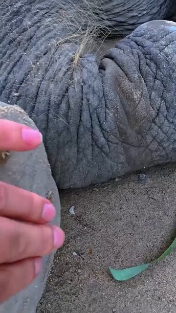 Шестимесячный слонёнок отдыхает