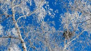 ЕВФ.5.2.! СНЕЖНАЯ БЕРЕЗА! фолк-песня на стихи поэтессы Елены Вагнер Федосеевой.2026.