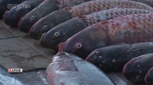 В Махачкале пройдет рыбная сельскохозяйственная ярмарка