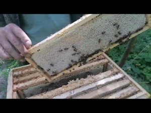 Двухматочный восьмирамочный,три магазина меда.