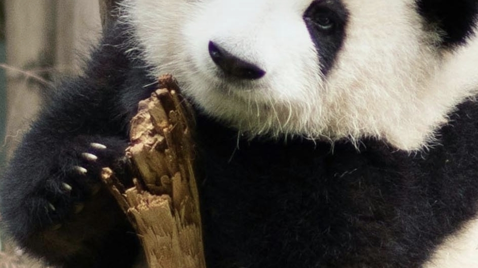 Рол смотреть онлайн