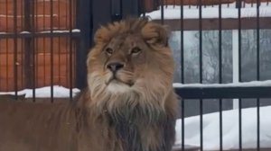 Шерхан стал нереально просветлённым. Стихи о Шерхане от Екатерины.