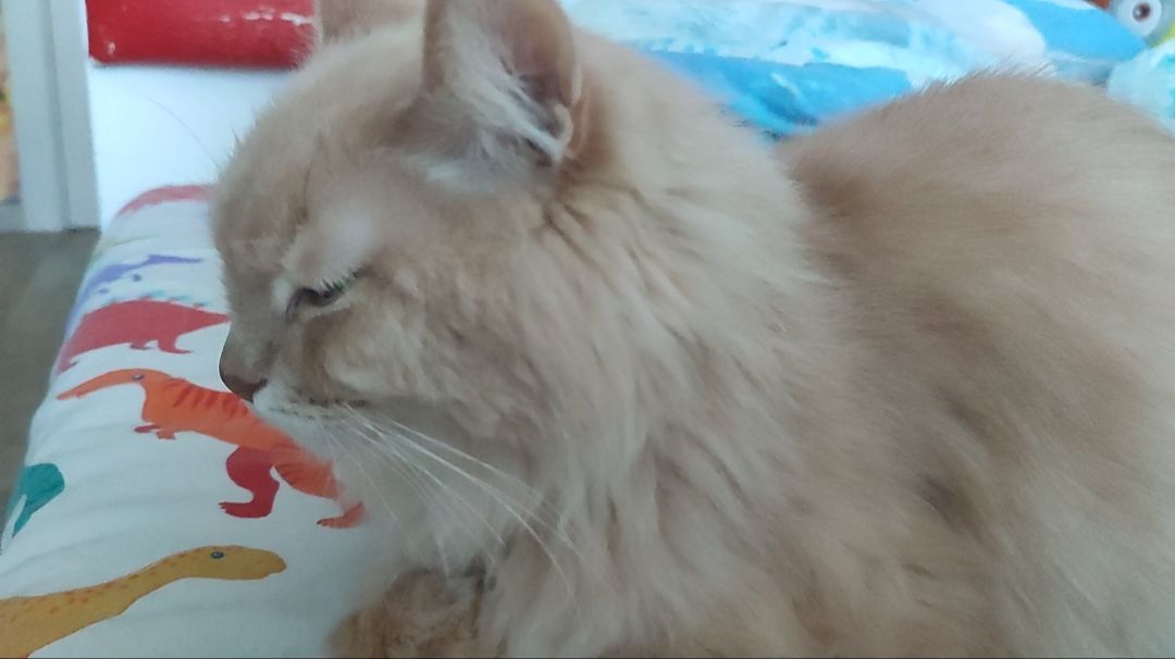 Кот старшей сестры.