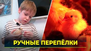 Юный любитель живой природы вывел дома птенцов перепёлки