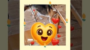 1000048844.mp4 (Собака наблюдает за устройством лестницы на 2 этаж в доме А-фрейм)