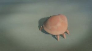 Прикольный мультик про крабика