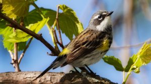 Звук природы. Птицы. Пение птицы Певун речной у болота
