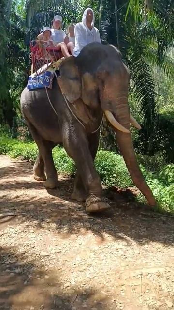 Прогулка на слоне — незабываемый момент🐘