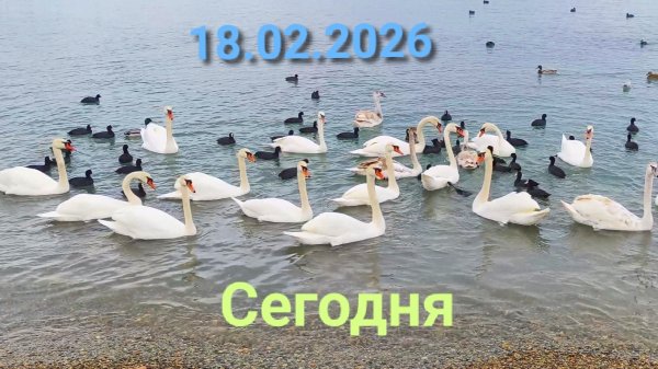 Анапа Сегодня 18.02.2026