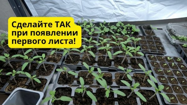 Появился первый лист на томатах- что сразу делаем с рассадой