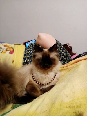 Девачек нет