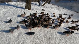 Утки Полежаевский парк  18.02.2026