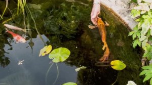 УХОД за РЫБКАМИ в ПРУДУ и АКВАРИУМЕ