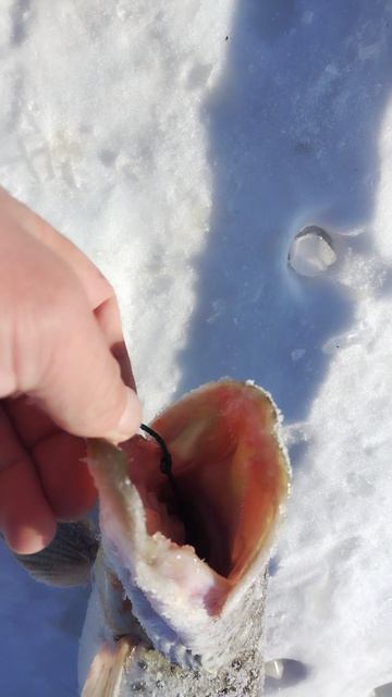 Щука на живца. Река Зея смотреть онлайн