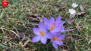 🌼В парке Галицкого  цветут крокусы первоцветы.