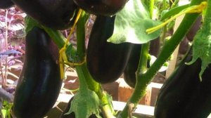 СРОКИ ПОСЕВА БАКЛАЖАН на Рассаду!!!