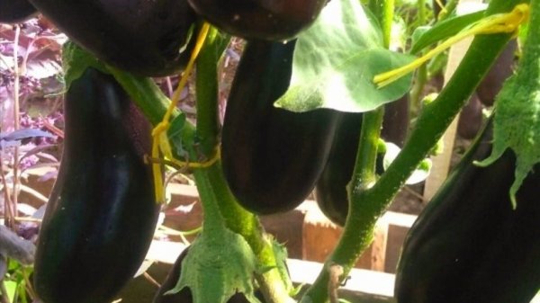 СРОКИ ПОСЕВА БАКЛАЖАН на Рассаду!!!