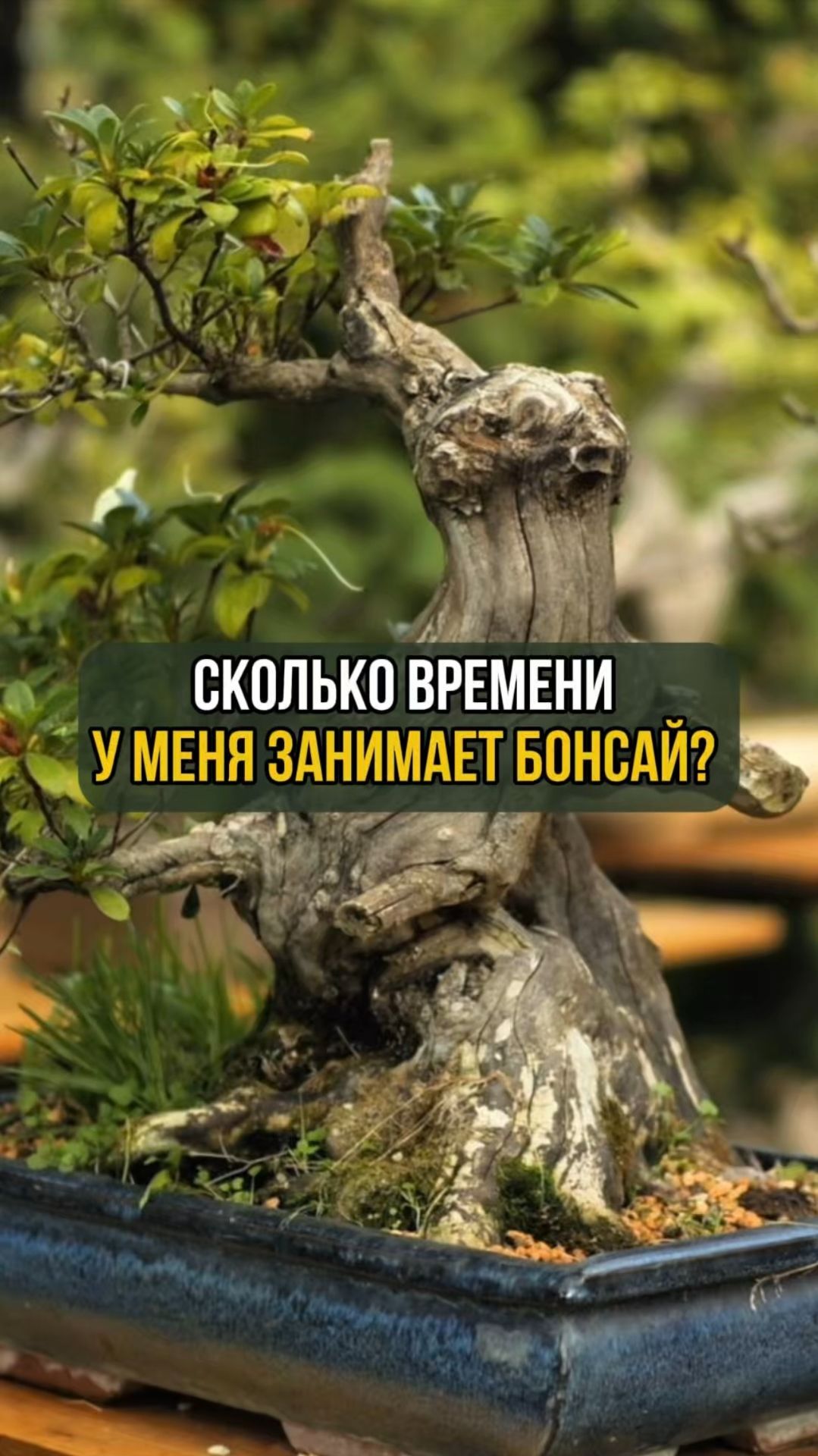 Сколько времени у меня занимает бонсай смотреть онлайн