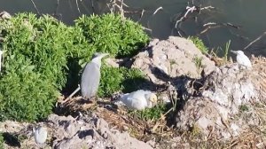 🐦Символ возрождения природы: на озере Синъюнь заметили редкую птицу