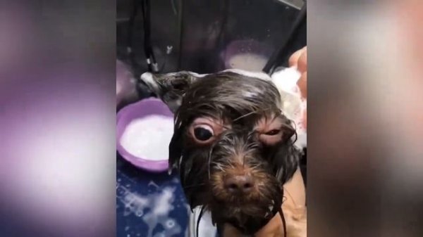 Груминг шоколадного йорка