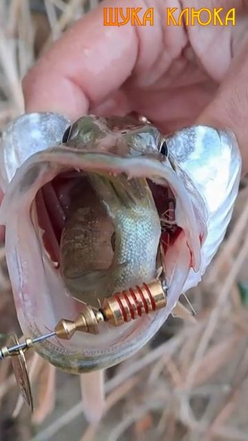 🔥 Очень жадная щука 🔥 #рыбалка #щука #шортс #спиннинг