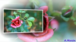 Ramio Lin - Духи Лесов