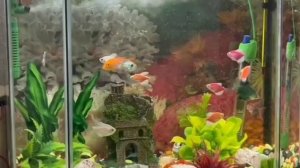 Тернеция и цихлиды