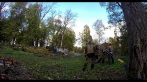 Валка деревьев с оттяжкой