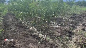 В Дербентском районе планируется закладка  оливкового  сада