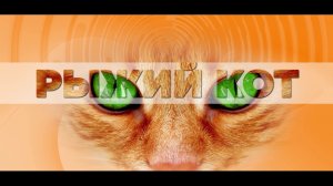 18.02.2026-Рыжий кот_Боня