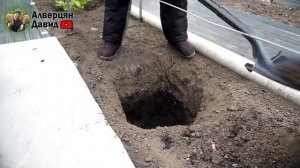 Как правильно посадить саженцы винограда_