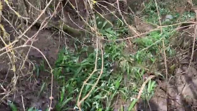 В Крыму Расцвели МИЛЛИОНЫ Подснежников Весна 2025 Купаюсь на Море Показываю всю ПРАВДУ В Крыму Расцвели МИЛЛИОНЫ Подснежников Весна 2025 Купаюсь на Море Показываю всю ПРАВДУ