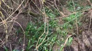 В Крыму Расцвели МИЛЛИОНЫ Подснежников Весна 2025 Купаюсь на Море Показываю всю ПРАВДУ