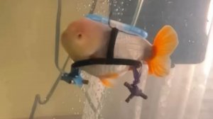 Для золотой рыбки в США соорудили "инвалидную коляску"