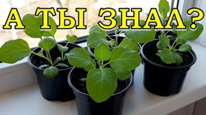 БАКЛАЖАНЫ: мои СЕКРЕТЫ крепкой рассды💪💪💪