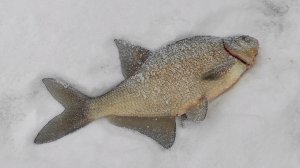 Глухозимье.Волхов .Ищем леща.