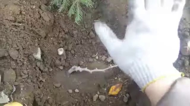 Как посадить ВИНОГРАД🍇 кишмиш осенью КУПЛЕННЫЙ в магазине БЕККЕР. Grape - МЕДСАД (480p, h264) смотреть онлайн