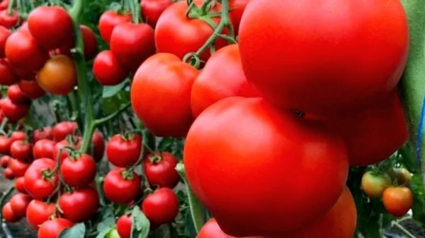 Наталья ответила на вопрос✨️Сорта помидоров проверенные в нашем регионе🍅✨️