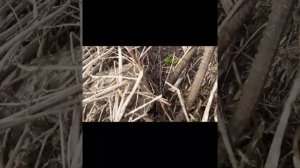 НЕ ЛЕГКОЕ ДЕЛО ДОБЫВАТЬ МЕТАЛЛ