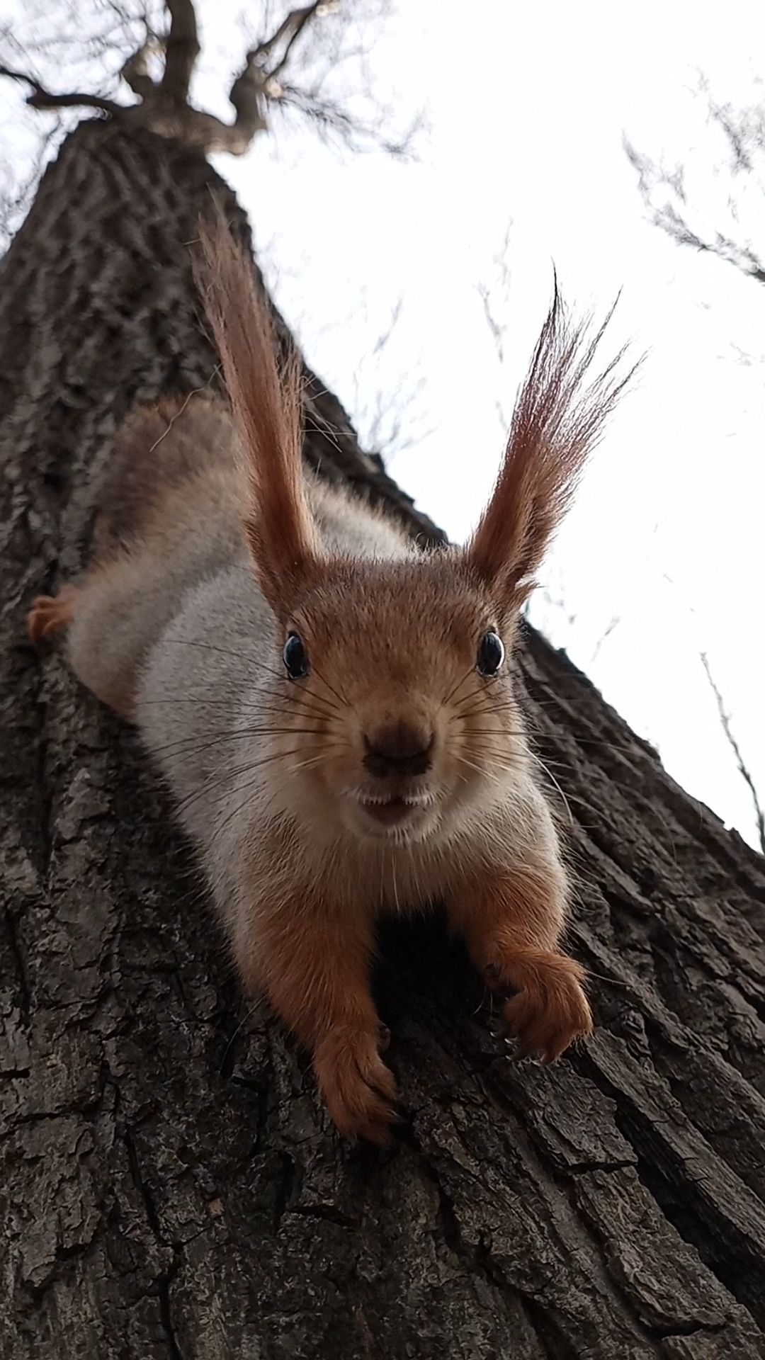 Белка с ухами. Апрель 2023 смотреть онлайн