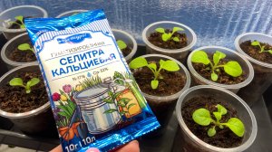 Первая и самая важная подкормка петунии.